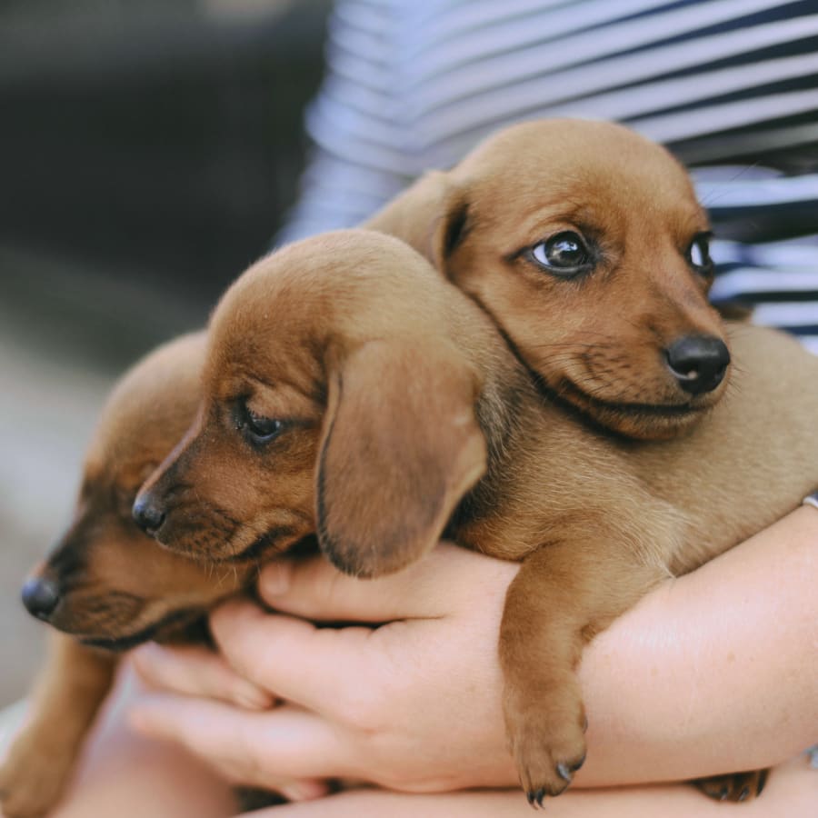 Puppies & Kittens, Maury County Veterinarians